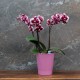 Cache-pot orchidée "Rio" MAUVE ø12cm