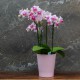 Cache-pot orchidée "Rio" ROSE ø12cm