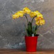 Cache-pot orchidée "Rio" ROUGE ø12cm