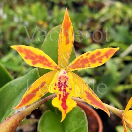 Epicatanthe (syn. Epicattleya) Hsiang Yu Gold Coast 'Fireworks'