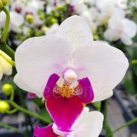 Phalaenopsis Lovettina