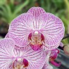 Phalaenopsis de Puteaux