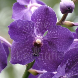 Vanda Princess Mikasa 'Johnny Blue'