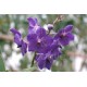 Vanda Princess Mikasa 'Johnny Blue'