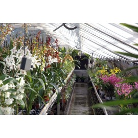Portes ouvertes Orchidées Vacherot & Lecoufle