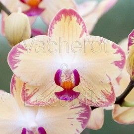 Phalaenopsis Papagayo