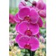 Phalaenopsis African Queen