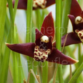 Maxillaria houtteana