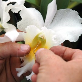 Les orchidées sont faciles à conserver
