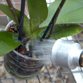 Vaporisation des orchidées