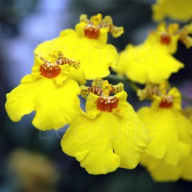 Oncidium Sweet Sugar