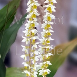 Dendrochilum cobbianum