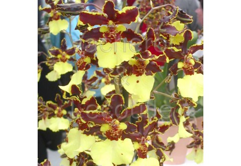 Cambria Avalon Bay 'Wasp' (Odcdm.)