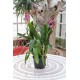 Cambria Lavender Kiss 'Chocolate Drop' (Brat.)
