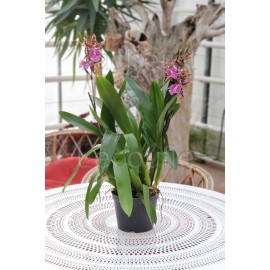 Cambria Lavender Kiss 'Chocolate Drop' (Brat.)