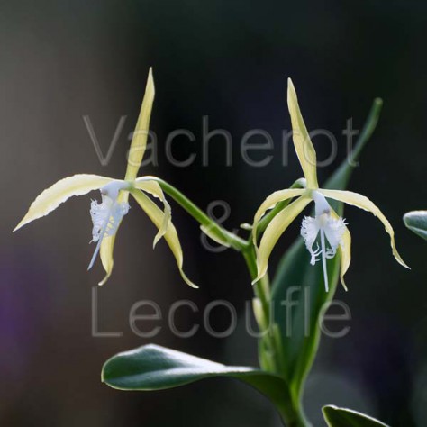 Epidendrum ciliare