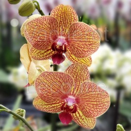 Phalaenopsis Apollo