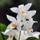 Coelogyne mooreana