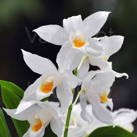 Coelogyne mooreana