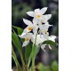 Coelogyne mooreana