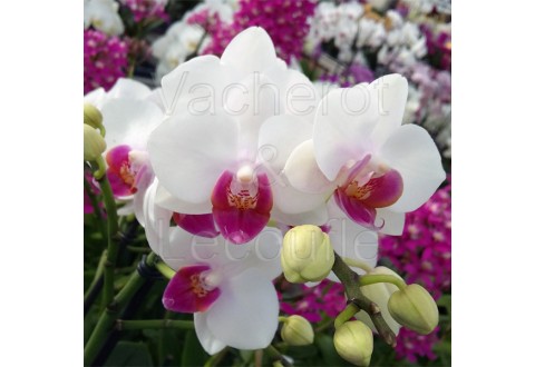 Phalaenopsis Lovette
