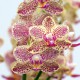 Phalaenopsis Wild Prncess