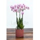 Phalaenopsis Rotterdam