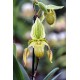 Paphiopedilum Arthur var. alba (venustum var. sanderae x philippinense var. alba)
