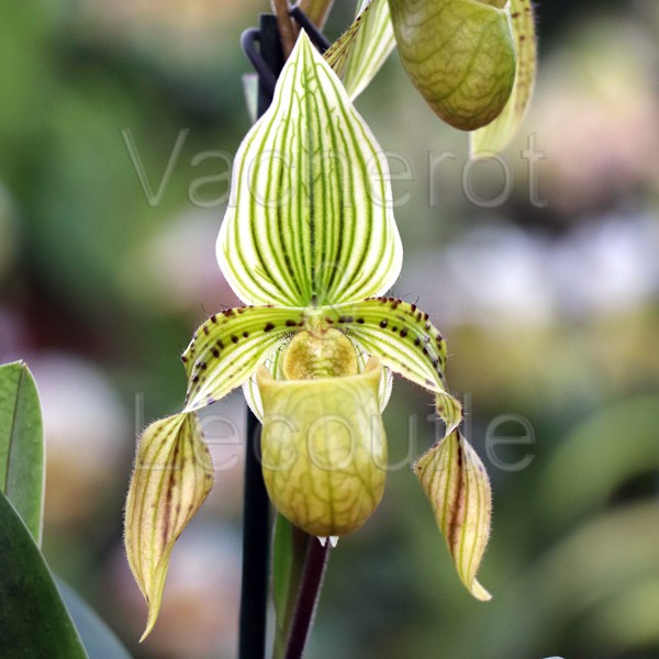 Paphiopedilum Arthur var. alba (venustum var. sanderae x philippinense var. alba)
