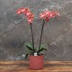 Cache-pot orchidée "Miami" métal ROUGE  effet brossé ø12 cm