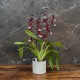 Cache-pot orchidée "Miami" métal BLANC effet brossé ø12 cm