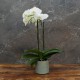Cache-pot orchidée "Miami" métal VERT AMANDE effet brossé ø12 cm