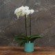 Cache-pot orchidée "Miami" métal TURQUOISSE effet brossé ø12 cm