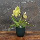 Cache-pot orchidée "Chili" métal BLEU CANARD effet brossé ø12 cm