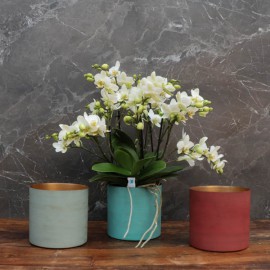 Cache-pot orchidée "Miami" métal effet brossé ø15 cm