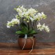 Cache-pot orchidée "Bolivie" métal ROUILLE effet brossé ø15 cm