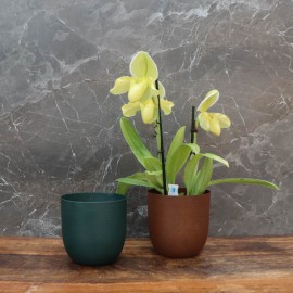 Cache-pot orchidée "Chili" métal effet brossé ø12 cm
