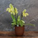 Cache-pot orchidée "Chili" métal ROUILLE effet brossé ø12 cm