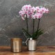 Cache-pot orchidée "New York" métal effet brossé ø12 cm