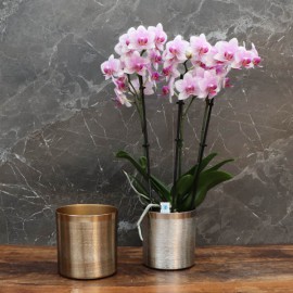 Cache-pot orchidée "New York" métal effet brossé ø12 cm