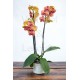 Phalaenopsis Surf Song