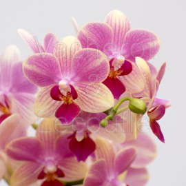 Phalaenopsis Summer Song