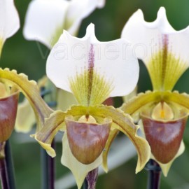 Paphiopedilum Leeanum