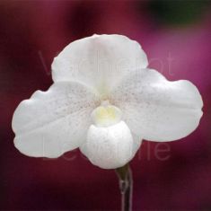 Paphiopedilum niveum