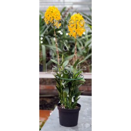 Epidendrum Ballerina 'Sunshine'