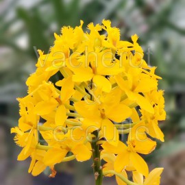 Epidendrum Ballerina 'Sunshine'