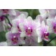 Phalaenopsis Rotterdam