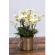 Phalaenopsis Lausanne double plante