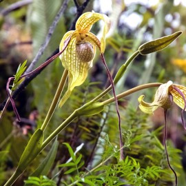 Phragmipedium caudatum