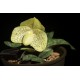 Paphiopedilum wenshanense